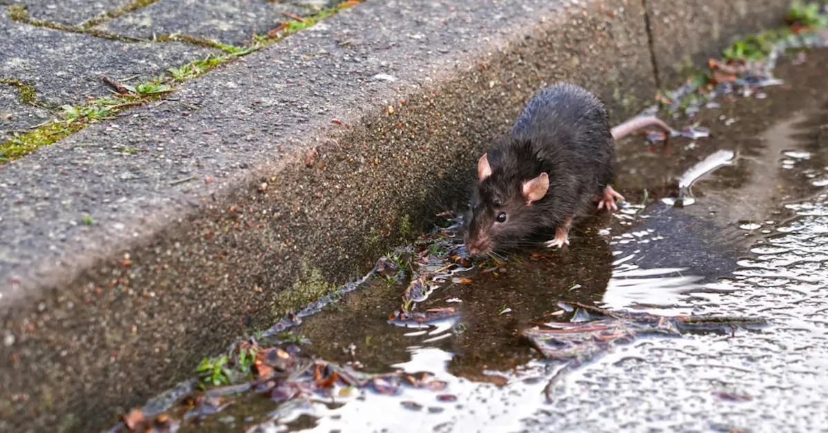 Image of a Norway rat standing in a wet street gutter near a curb