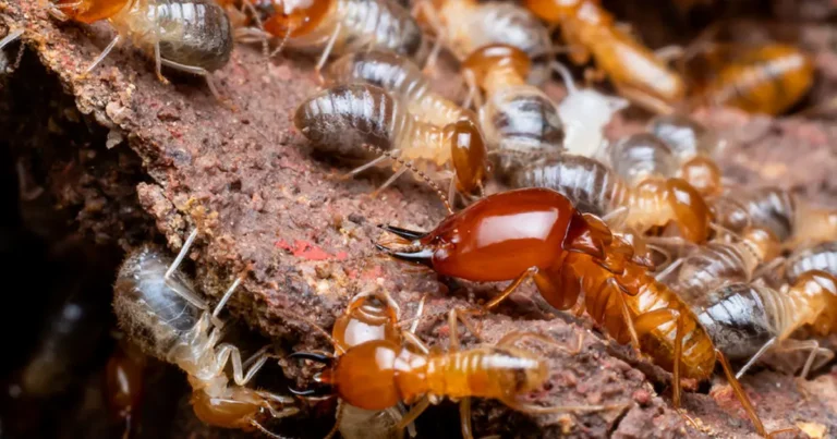 Image of a termite colony feeding on wood with visible workers and soldiers