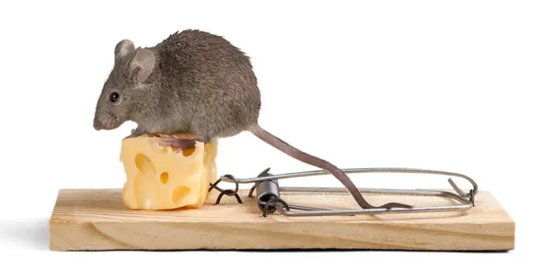 Mouse standing on cheese placed on a mousetrap, illustrating rodent control and pest management solutions
