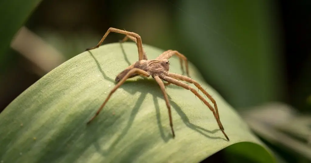 Brown spider on a leaf outdoors, representing increased spider activity and the need for end-of-summer spider control