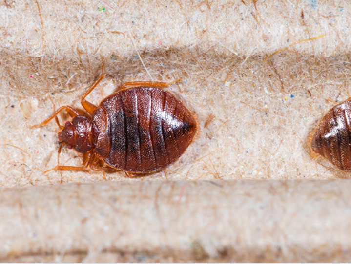 Bed Bug Diagnosis and Treatment