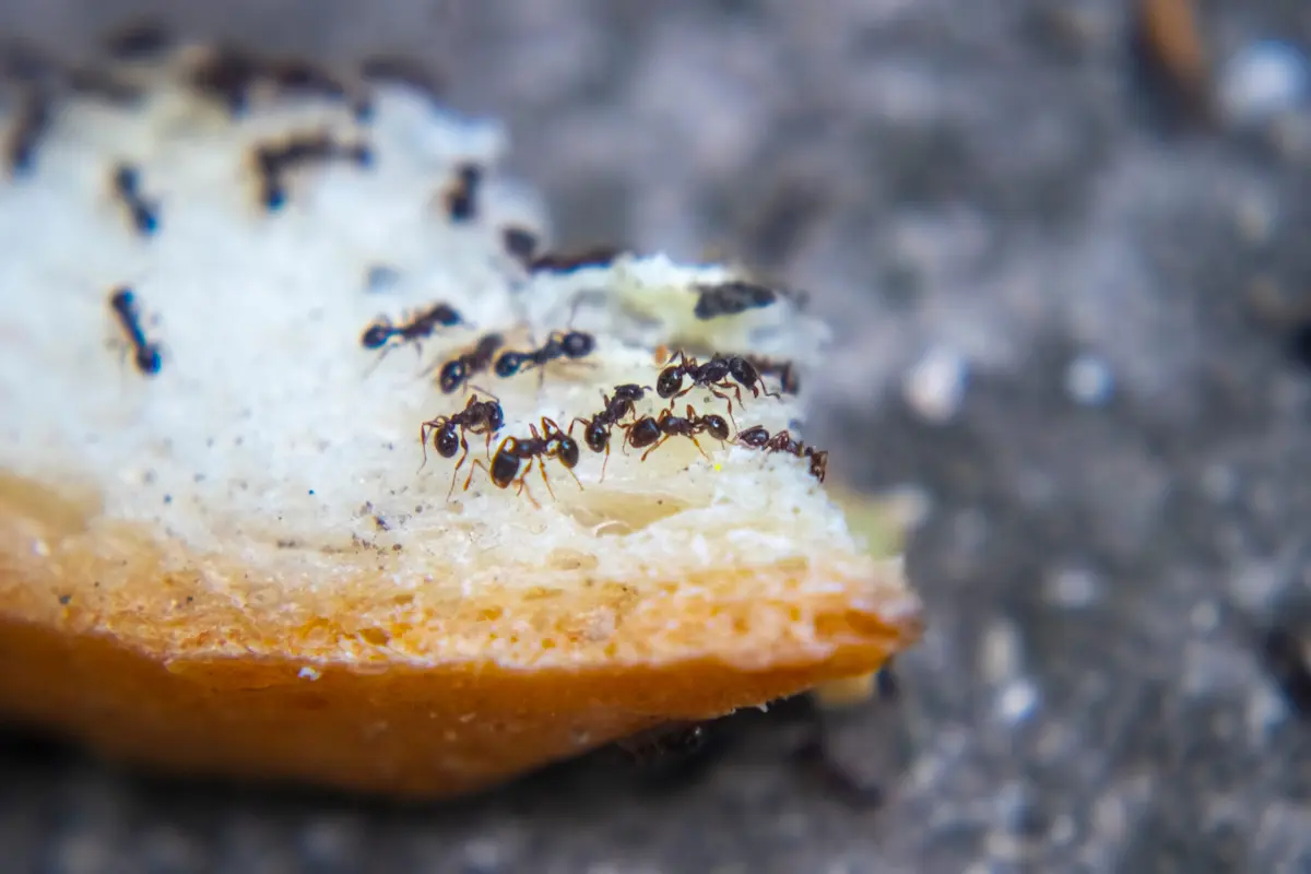 Close-up image of ants feeding on food crumbs