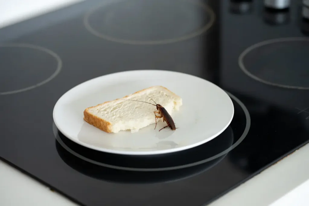 Image of a cockroach on a piece of bread on a plate in a kitchen setting