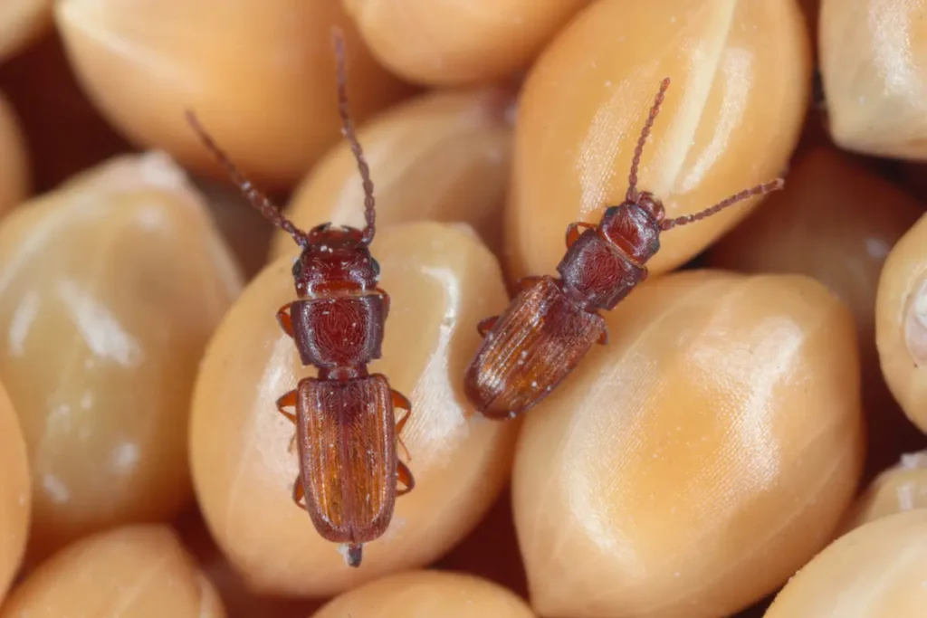 Close-up image of pantry beetles on stored grains