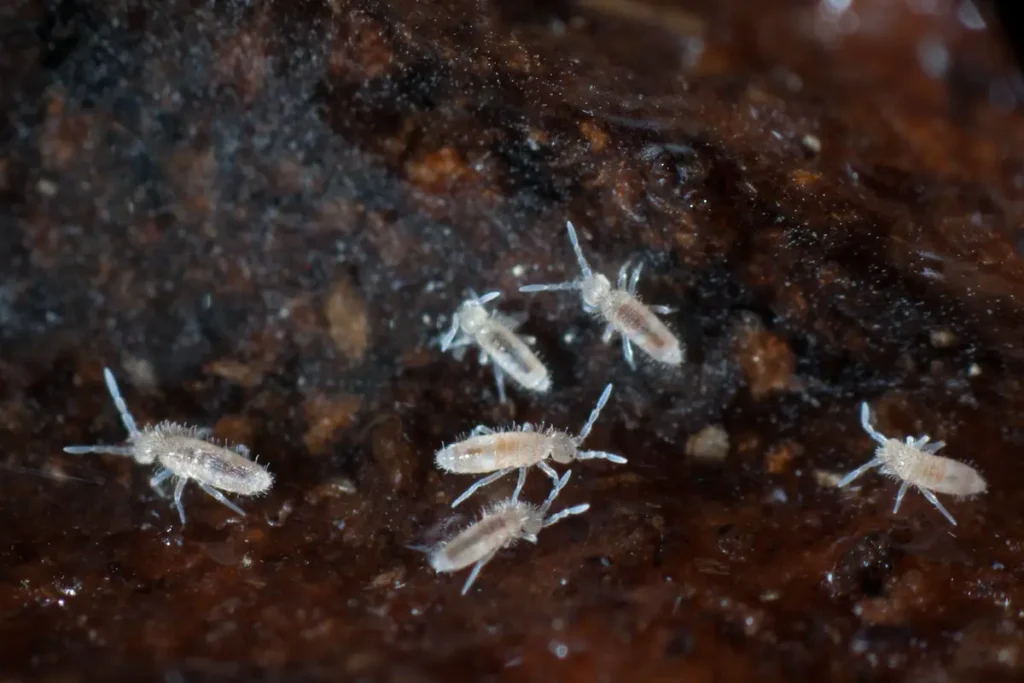 Close-up image of springtails clustered on a moist surface