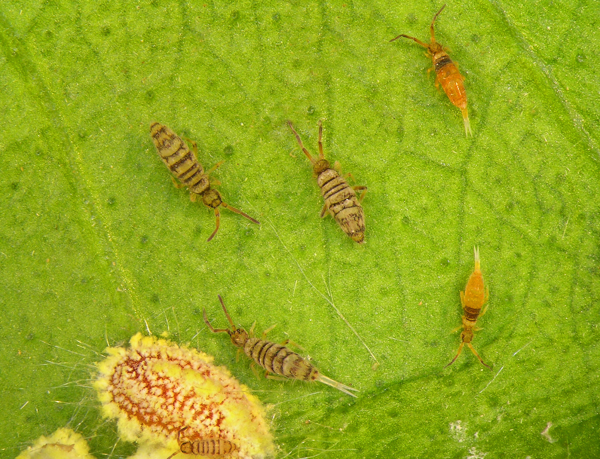 A Spring In Their Step: The Lives Of Springtails