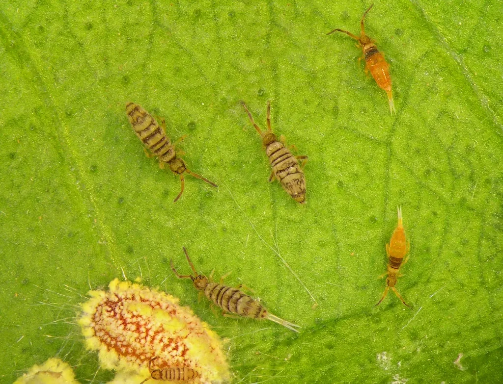 Springtails on green leaf surface showing small insects clustered on plant