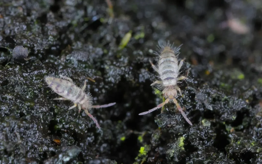 Close-up image of springtails on damp soil surface