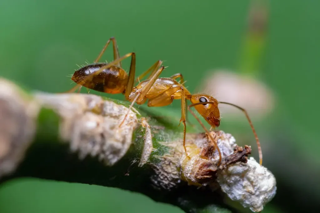 Close-up image of a crazy ant on a branch or surface