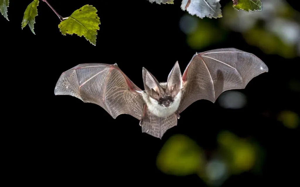 Image of a bat flying at night with wings fully extended