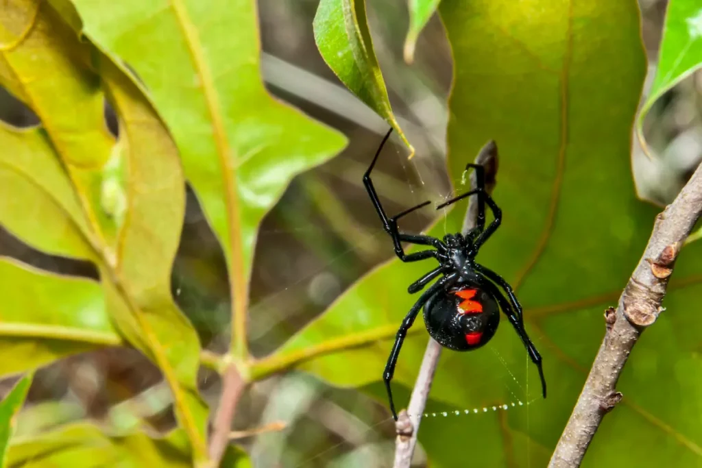 Close-up image of a black widow spider on a web in foliage
