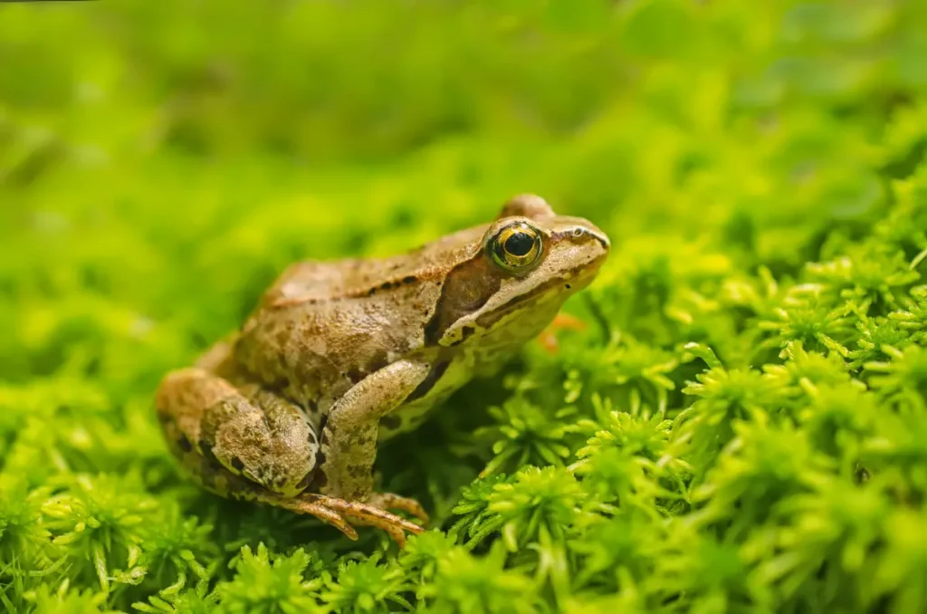 Close-up image of a small frog resting on green moss