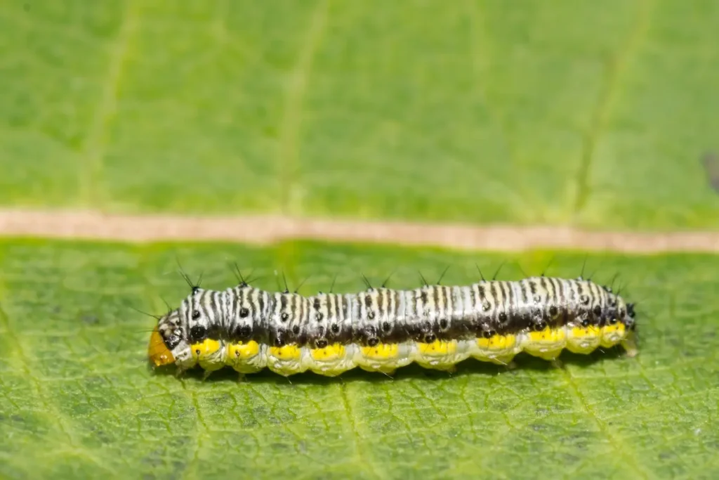 Close-up image of a cabbageworm caterpillar on a green leaf