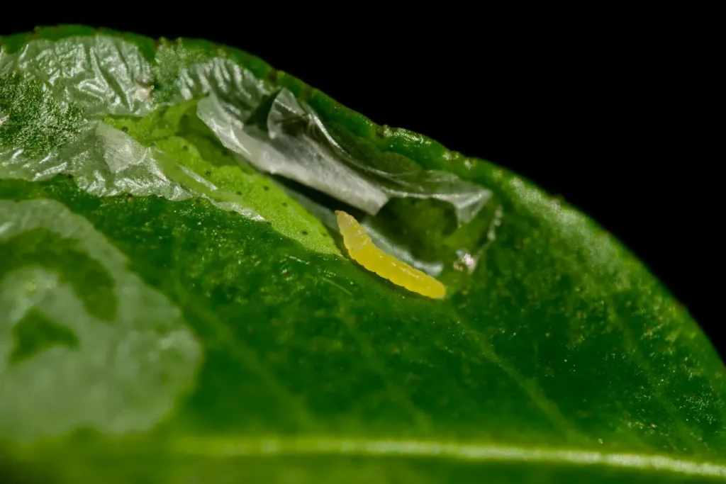 Close-up image of a leaf miner larva feeding inside a leaf