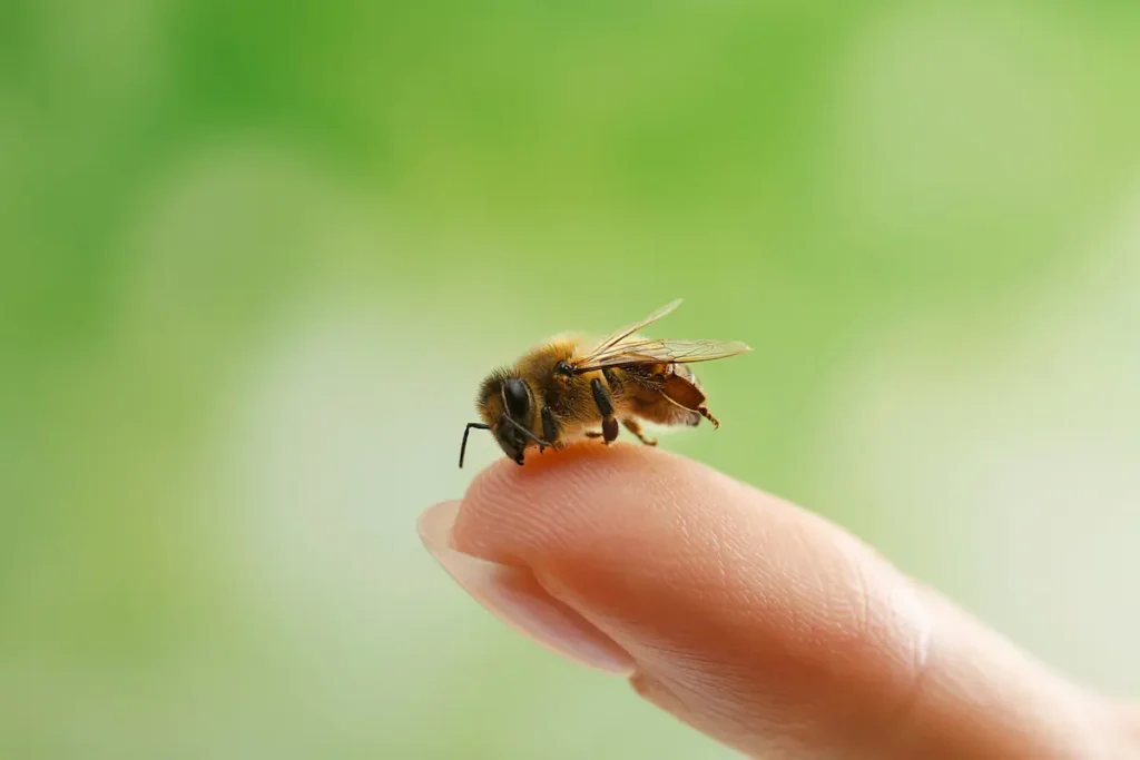 Image of a small bee resting on a person’s fingertip against a soft green background