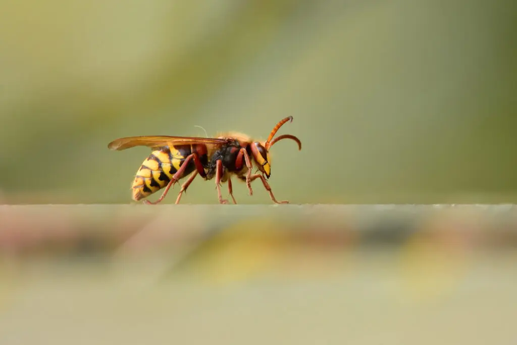Close-up of a wasp walking on a surface, representing aggressive stinging insects often confused with bees and posing outdoor pest risks