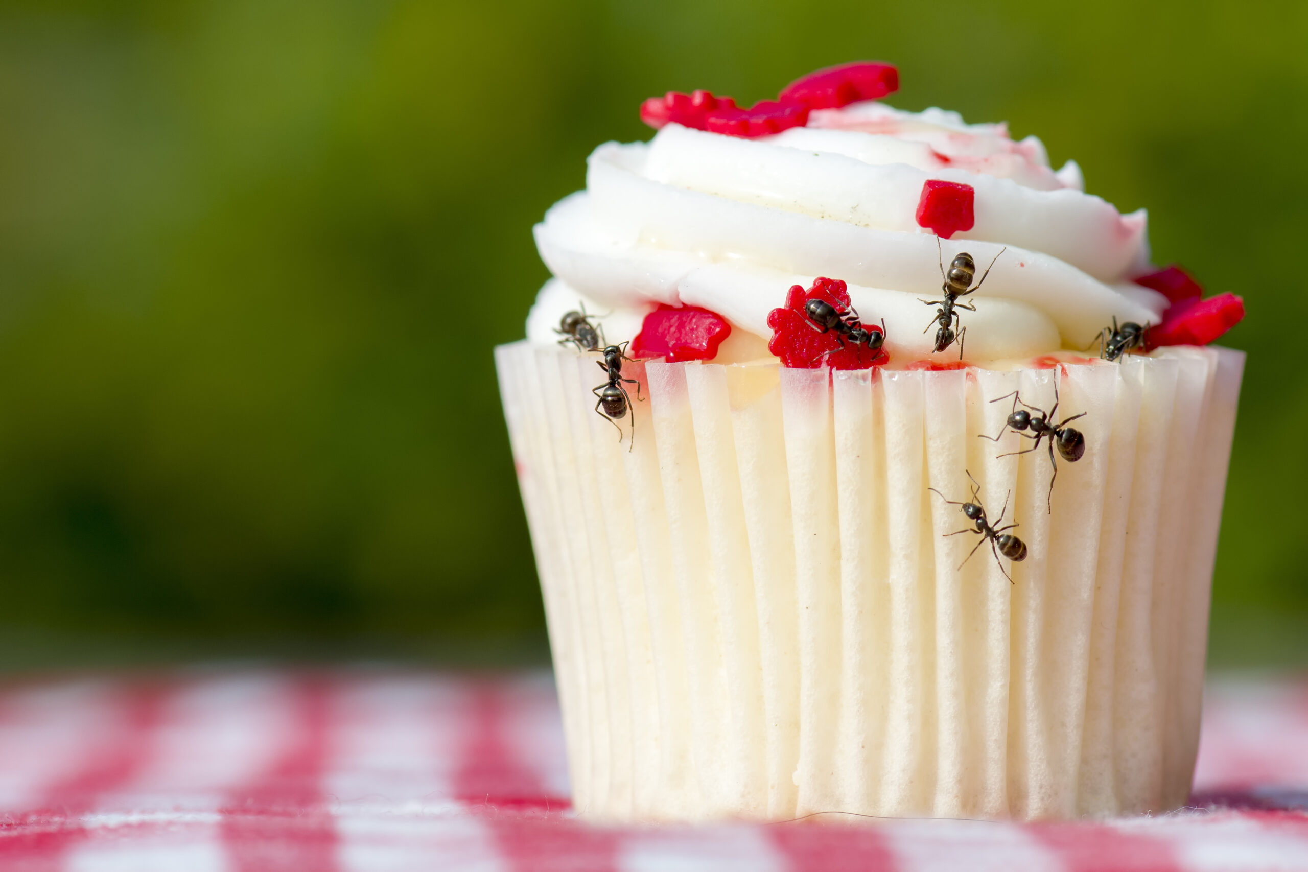 ants on cupcake; summer pests