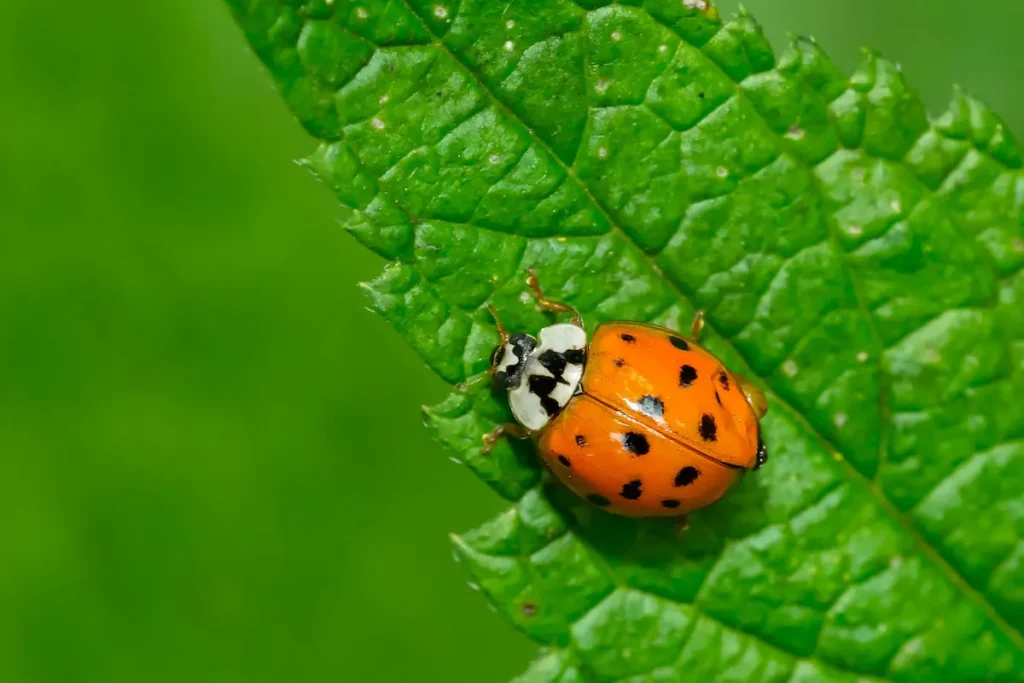 Close-up image of a ladybug resting on a green leaf
