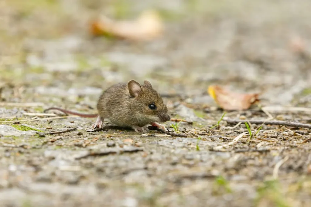 Image of a small mouse on the ground in an outdoor environment