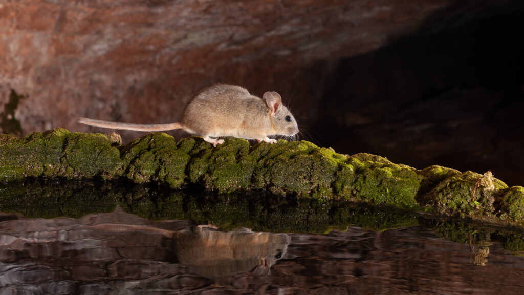 Pack It Up: The Details on Pack Rats