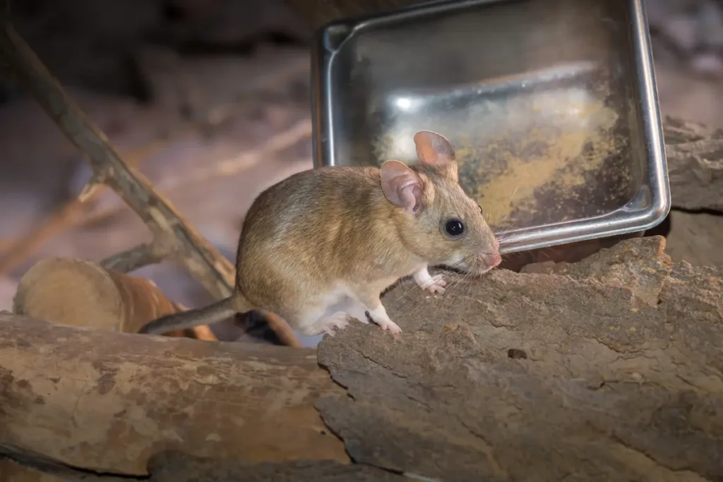 Full-body image of a pack rat in a natural wood habitat