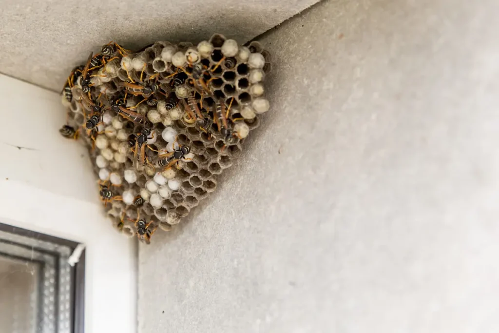 Image of a wasp nest attached to a house corner with visible activity
