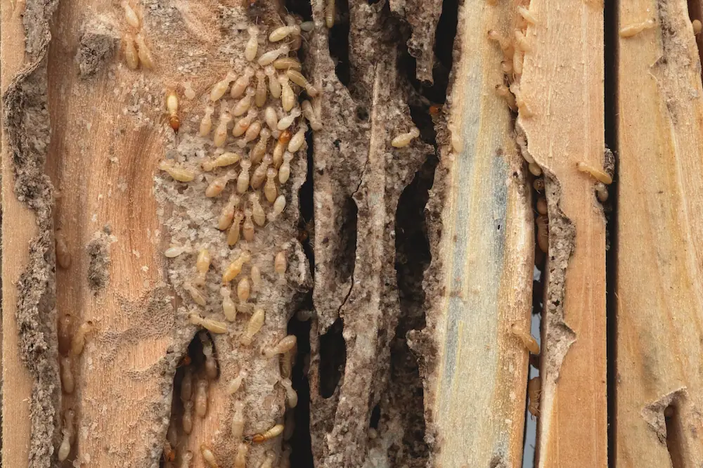 Active termites inside damaged wood structure causing severe infestation