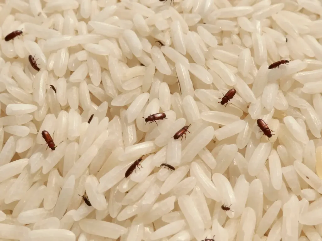 Close-up image of flour beetles infesting stored rice