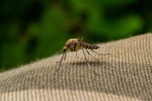 late summer mosquitoes scaled 1 Macro,Of,Mosquito,Suck,In,Blood,mosquito,Using,Mouth,Drill,Through