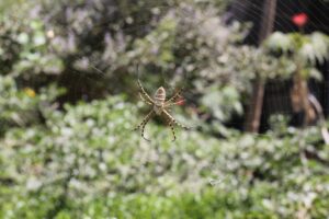 late summer spiders scaled 1 Garden,Spider,(cross,Spider,,Araneus,Diadematus),Spider