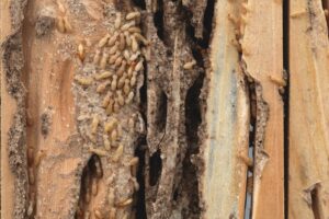 late summer termites scaled 1 Group,Of,The,Small,Termite,Destroy,Timber,,Termites,Eat,Wood