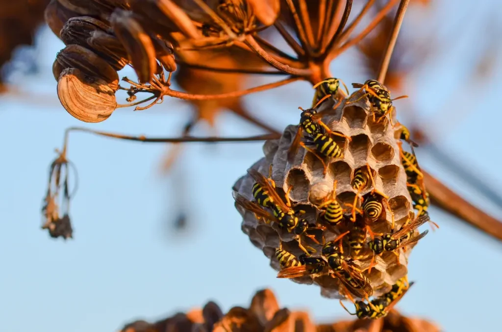 Wasps late summer