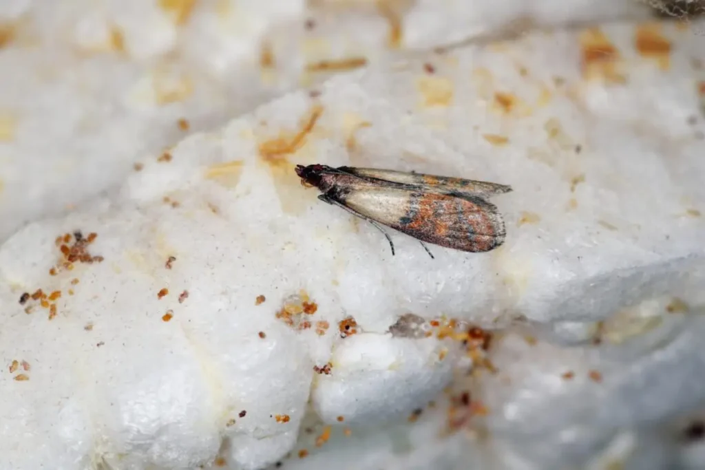 Close-up of an Indian meal moth on stored food, a common pantry pest infesting grains and dry goods