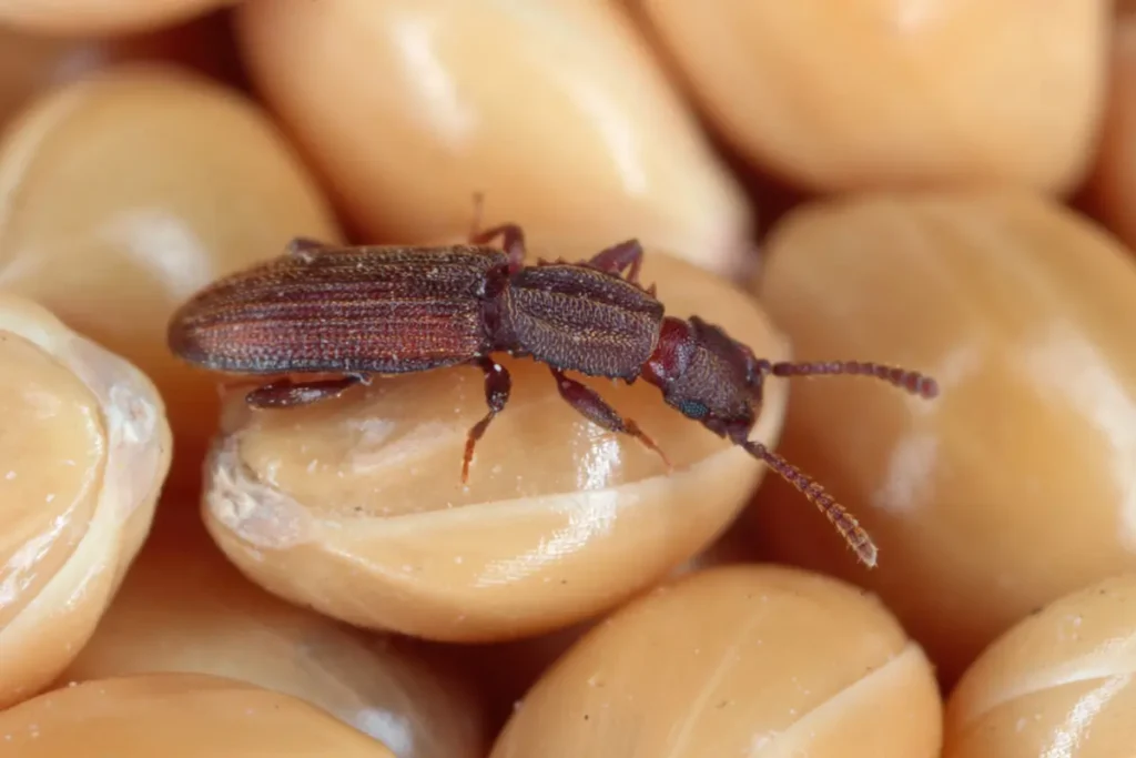 Close-up image of a sawtoothed grain beetle on stored grain