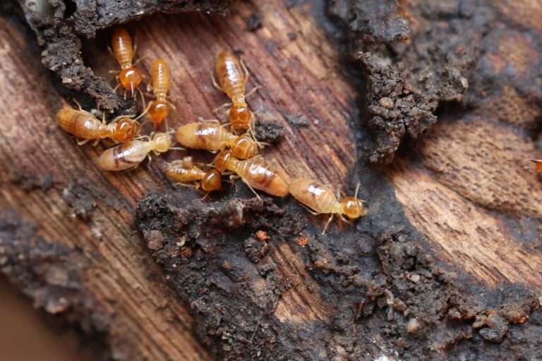 Termites in wood; termite colony