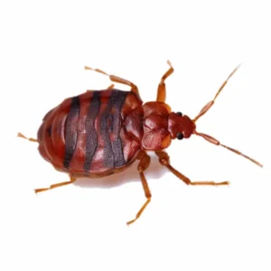 a zoomed in photo of a bed bug