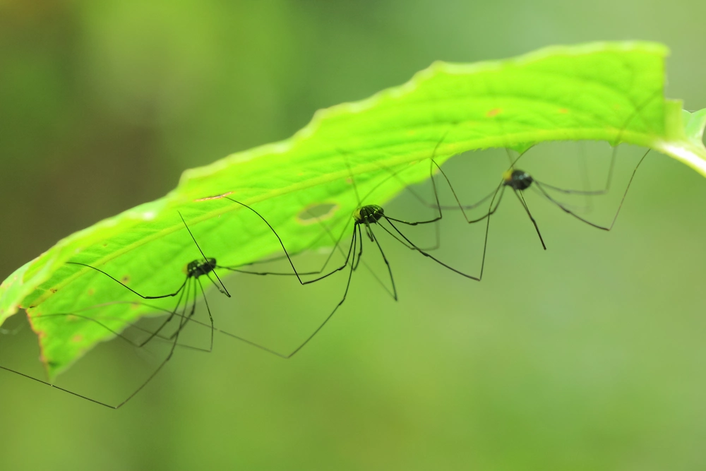 Group of daddy longlegs insects clustered under a green leaf