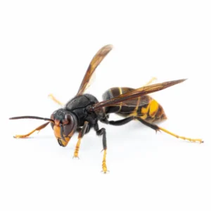 a wasp for stinging insects control or bee control