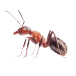 a closed up photo of an ant