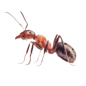 a closed up photo of an ant