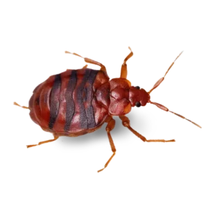 a bed bug photo ultra close up