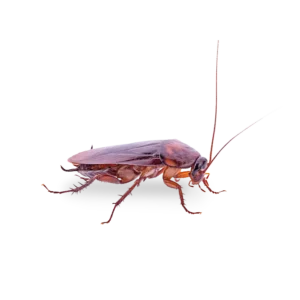 a photo of a cockroach