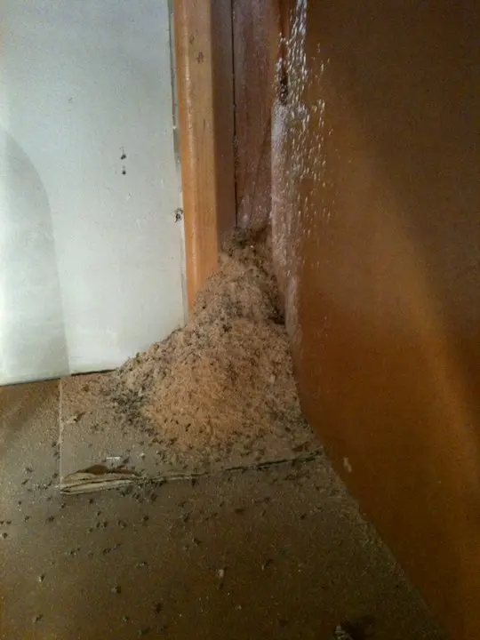 ordorous house ants found in a customer's home