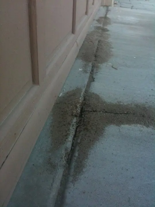 pavement ants found in a customer's home