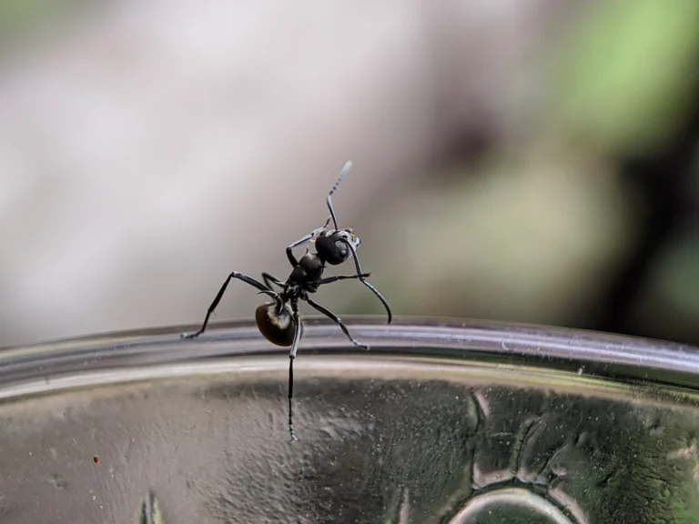 an odorous house ant on a glass lid