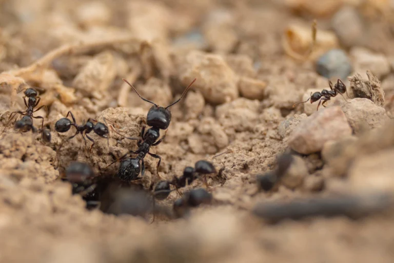 black ants