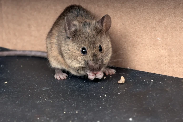 a rodent eating food crumbs