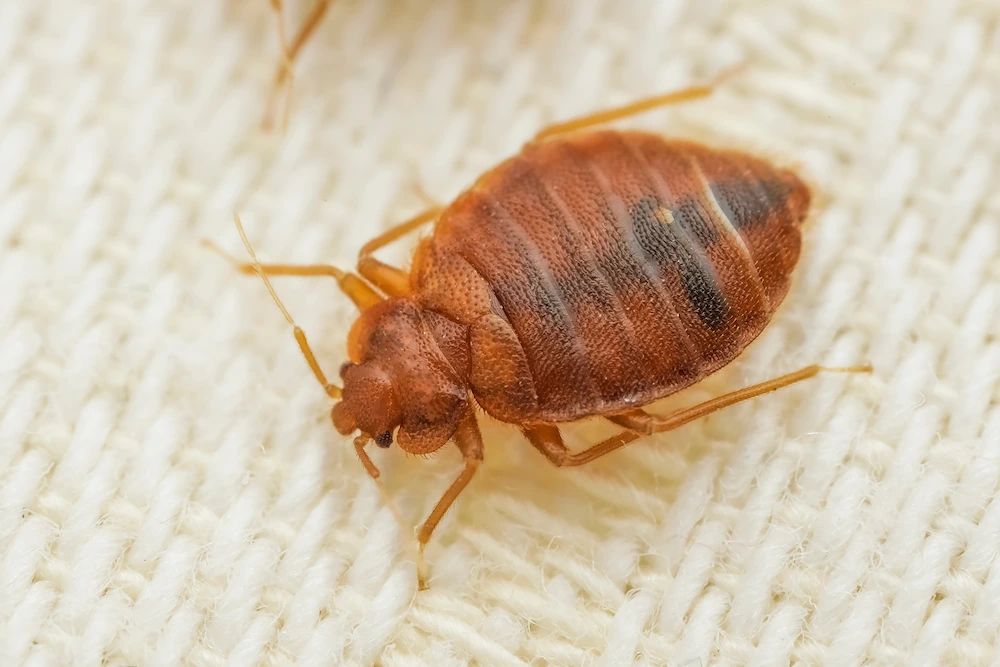 A close up of a bed bug on a piece of cloth