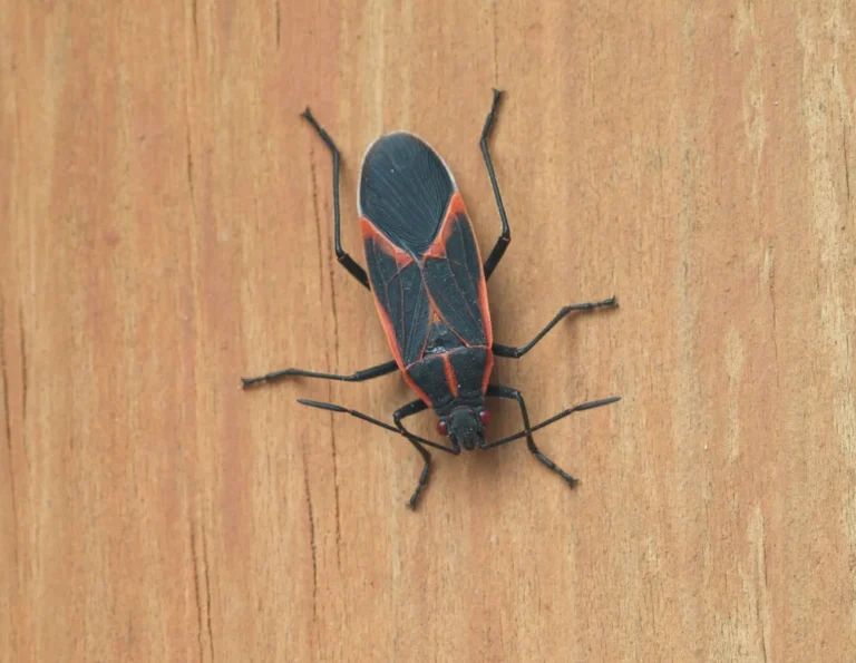 a closeup of a box elder bug