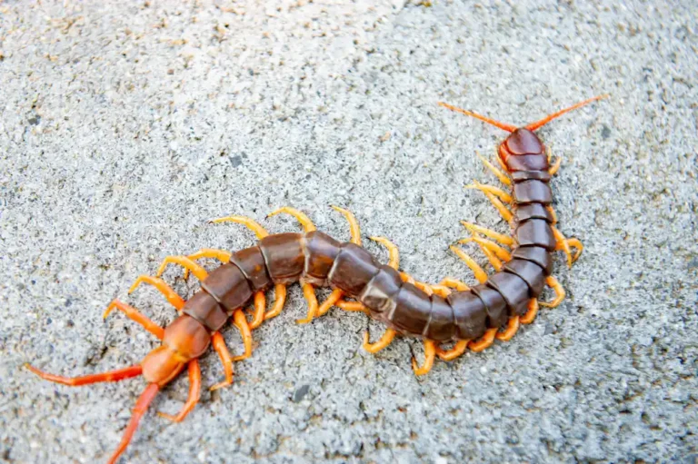 a centipede on a pavement